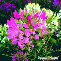 Semená. Kvety. Farebná fontána Cleoma (0,15 g)