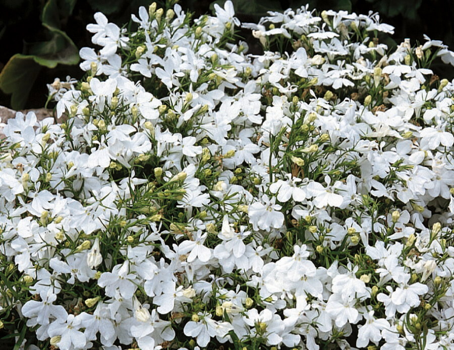 Schöne Blumen auf einem Lobelienstrauch der Sorte White Lady