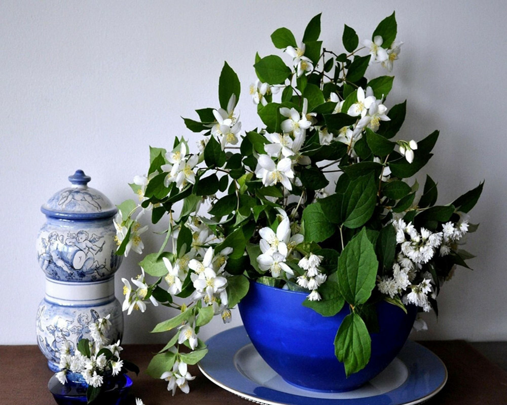 White flowers on indoor jasmine in a blue pot