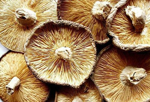 How to dry mushrooms at home?