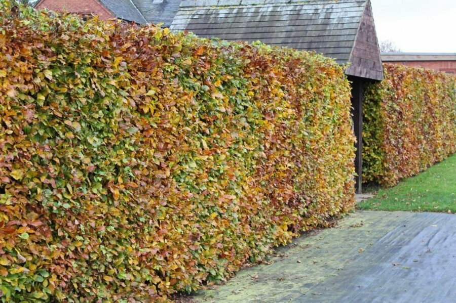 Beech hedge in late autumn