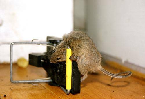 How to get rats out of the house with affordable means?