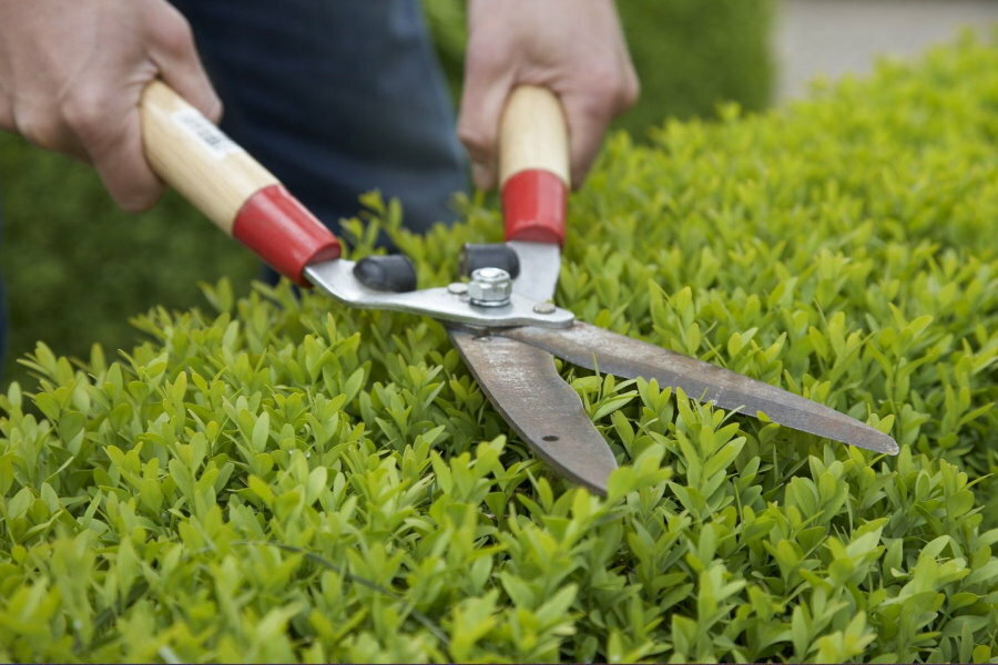 Pruning hedge trimmers with hedge trimmers