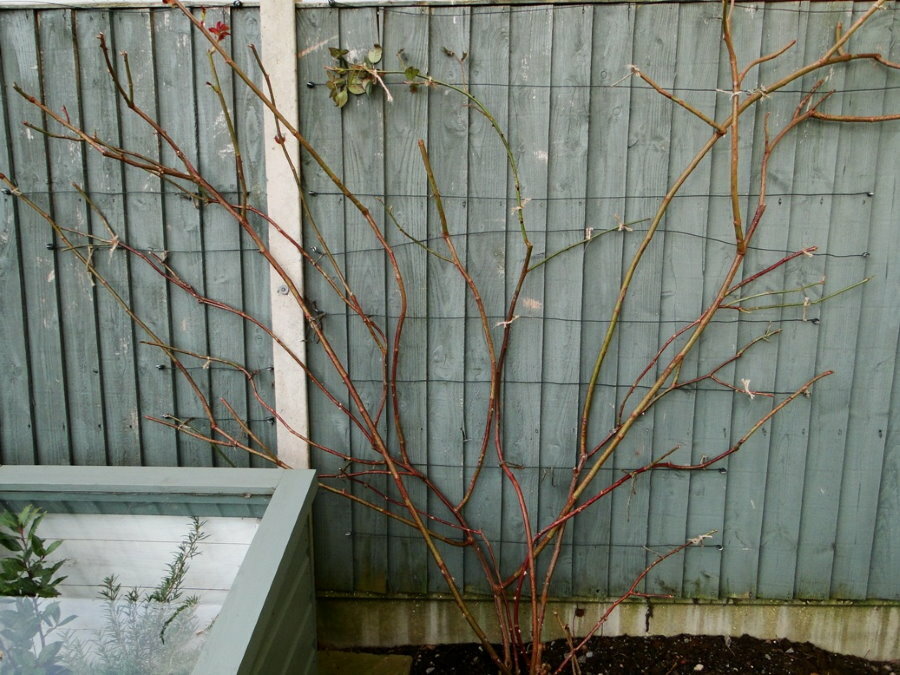 Podvezica stabljika ruža penjačica u obliku lepeze na ogradi