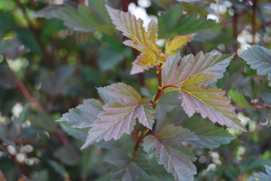 Vihreän-viininpunainen lehdet virtsarakon oksilla