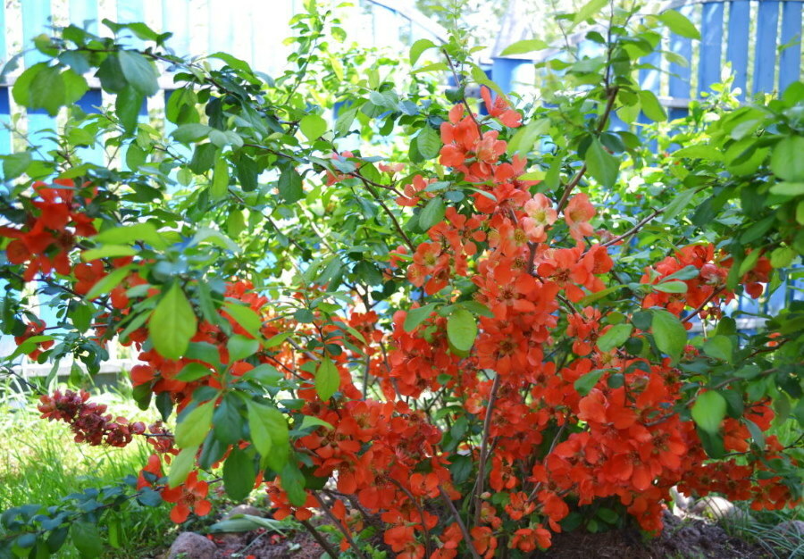 Japanese quince shrub: photo in landscape design of a summer cottage and garden plot