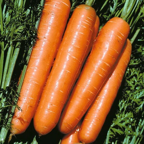 Las mejores variedades de zanahorias para el almacenamiento de invierno