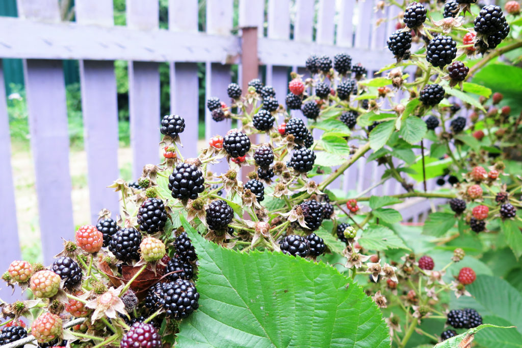 blackberry in the garden photo