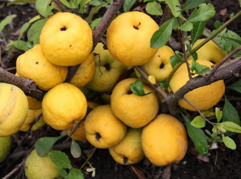 Buccia gialla su mele cotogne nel tardo autunno