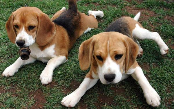 Top 10 most "harmful" breeds of dogs