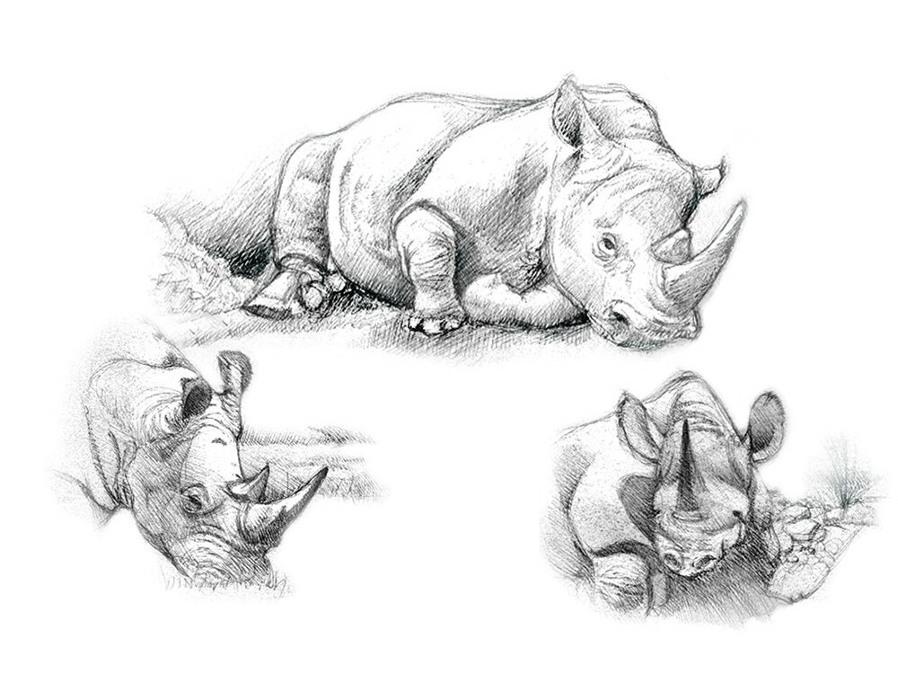 Komplet za skiciranje " Nosorozi"