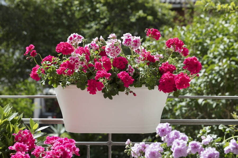 Géraniums de jardin dans un pot sur la balustrade de terrasse