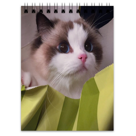 Printio Notepad aranyos macskák