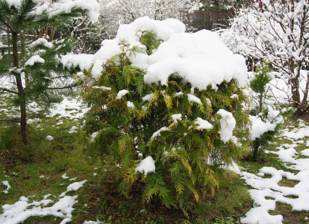 Vit snö på toppen av en grön trädgård tuja