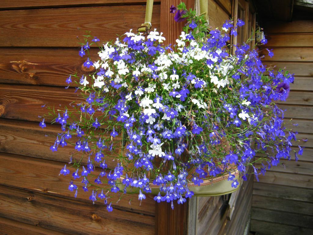 Mistura de lobélia azul e branca em uma floreira suspensa