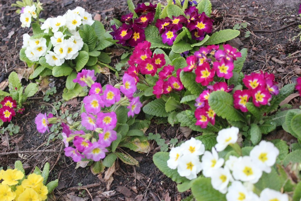 Primevères multicolores dans un parterre de fleurs d'un chalet d'été
