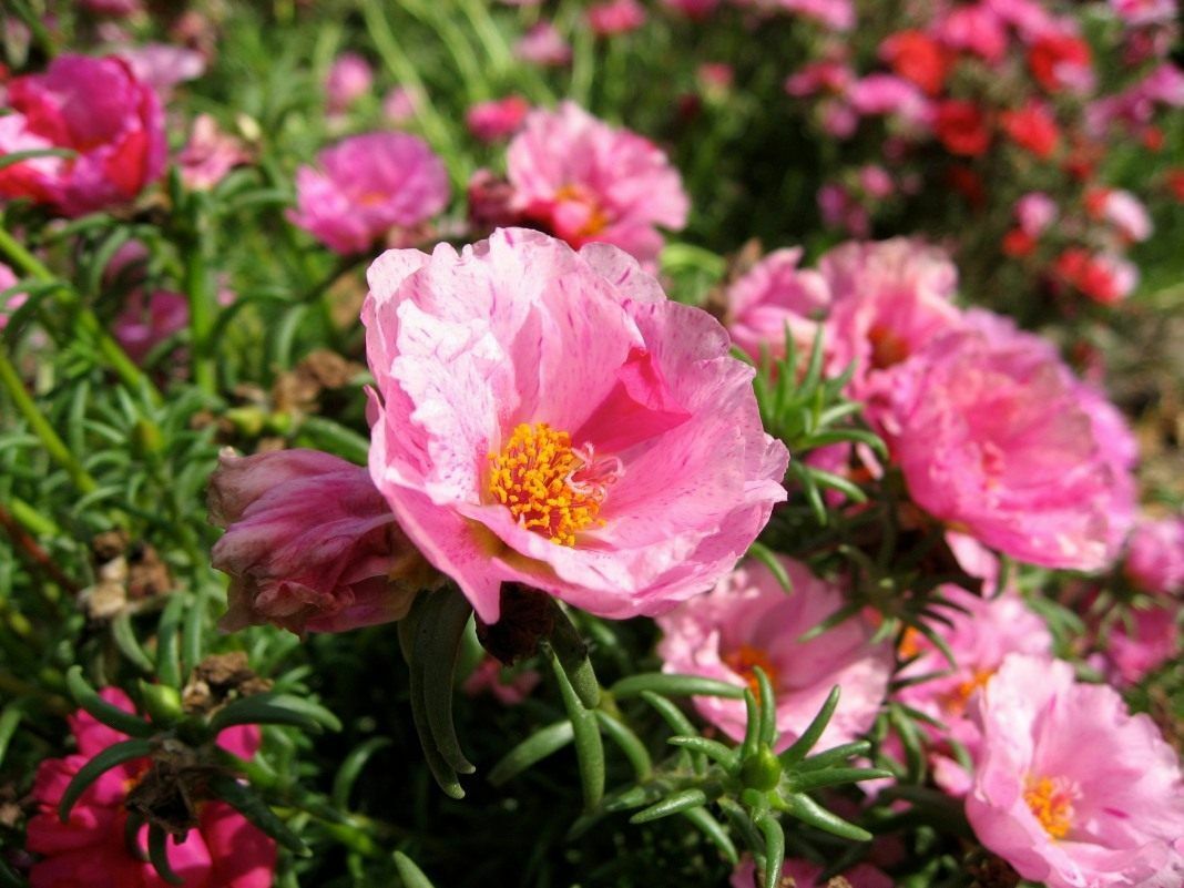 Fiori rosa di portulaca a fiore grande