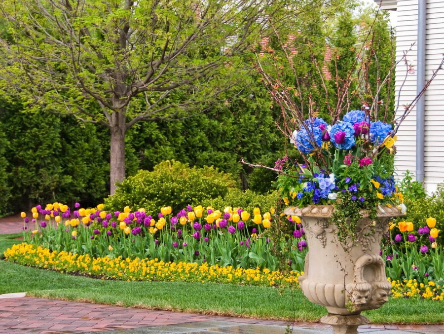 Spring flower bed of different tulips
