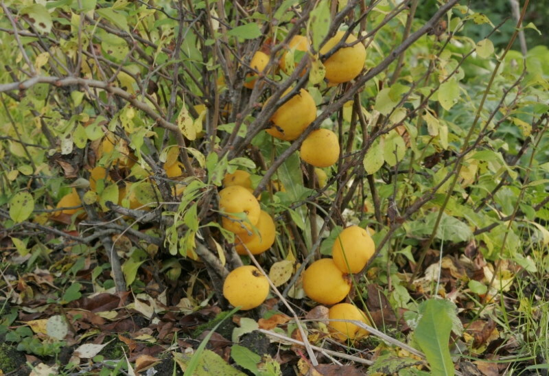 Fruits jaunâtres sur les branches inférieures du coing