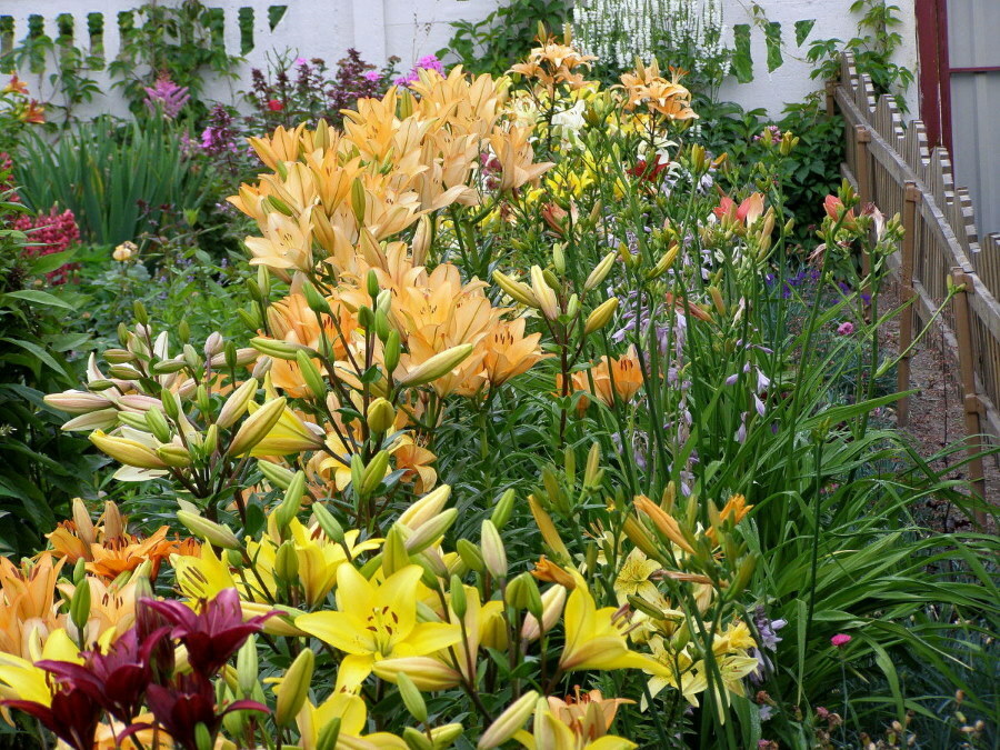 Priekšējais dārzs ar ziedošām lilijām pie koka žoga