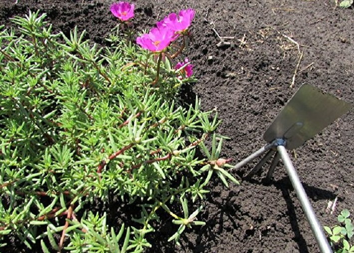 Irrota maaperä kukkapenkissä portulakalla