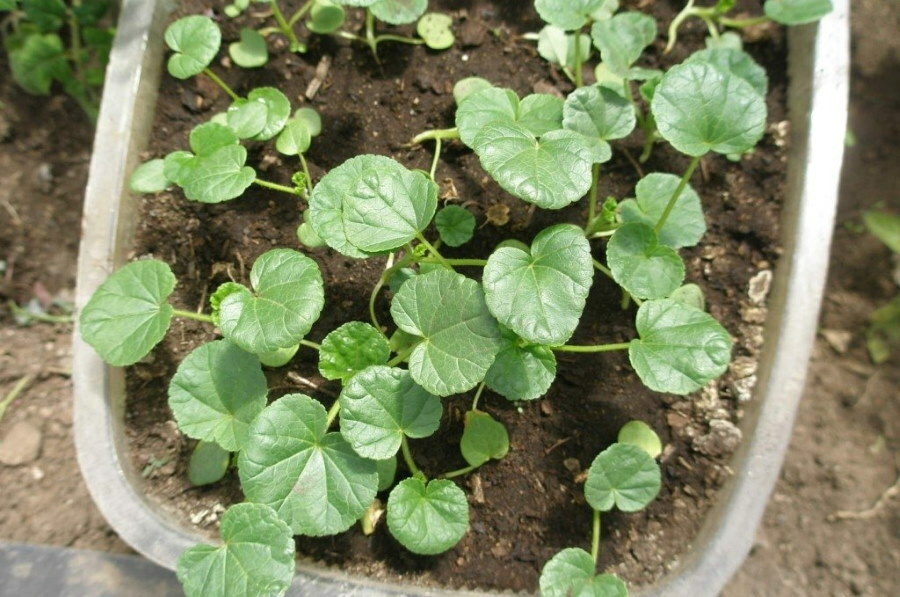 Seedlings of lauret for planting in the garden