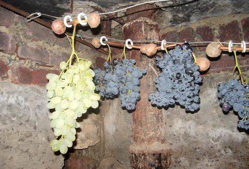Kuidas hoida viinamarju kodus - protsessi olulised punktid, alates koristamisest