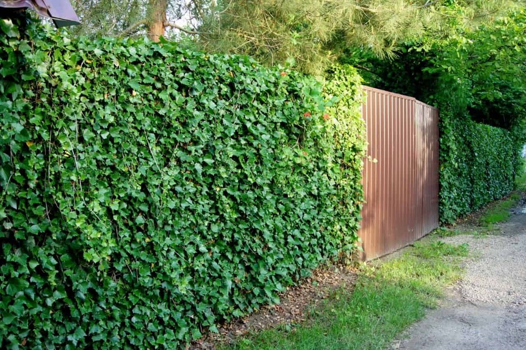 murgröna längs staketet