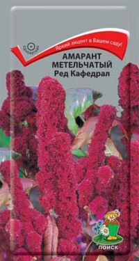Siemenet. Amaranth paniculata. Punainen katedraali (paino: 0,1 g)