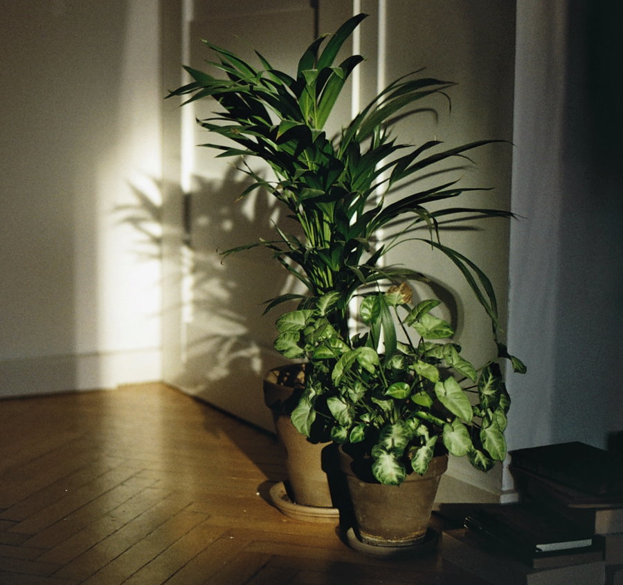Sobne rastline v senci
