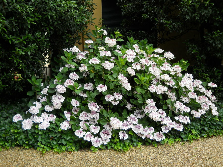 Gewölbte Blütenstände auf einem Hortensien-Bodendeckerzweig