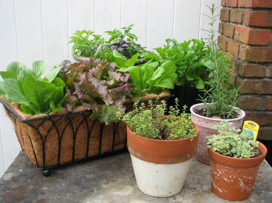 Plantas vegetais em recipientes e vasos