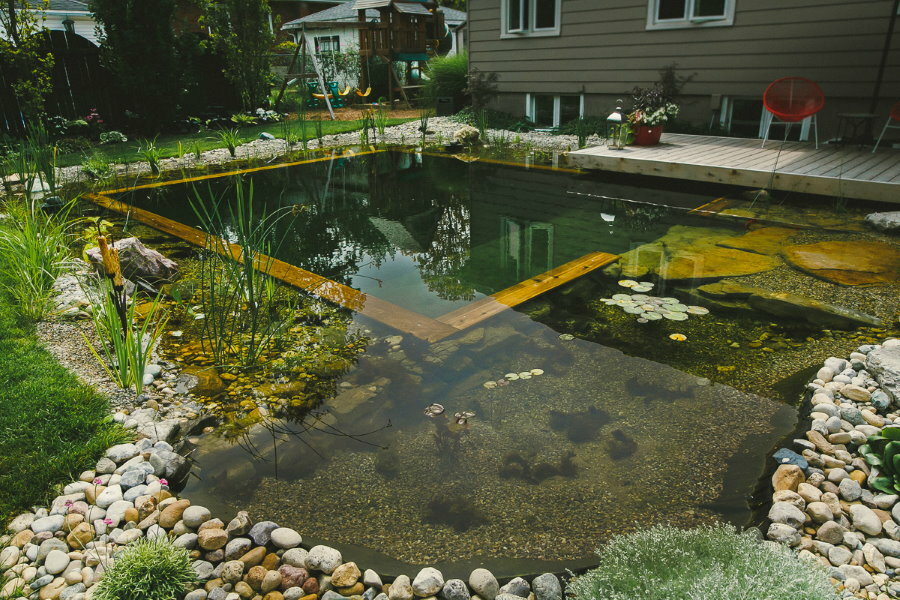 Wiejski basen typu naturalnego z roślinami wodnymi