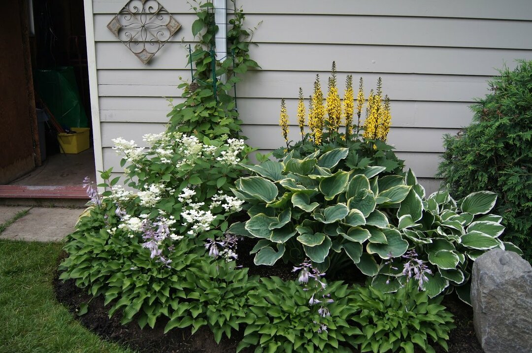 Small flower bed with shade-loving hosts
